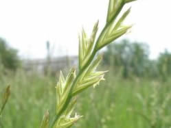 Lolium perenne